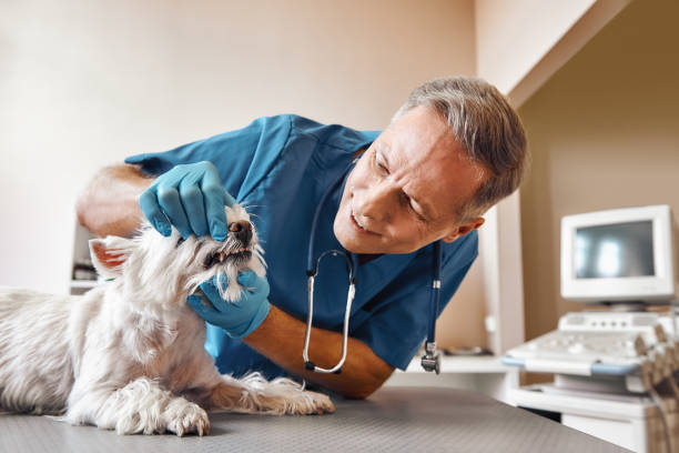 Fast & Reliable Emergency Dental Services in AL